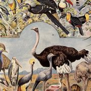 Lithographie gravure sur les oiseaux (autruche) de 1928