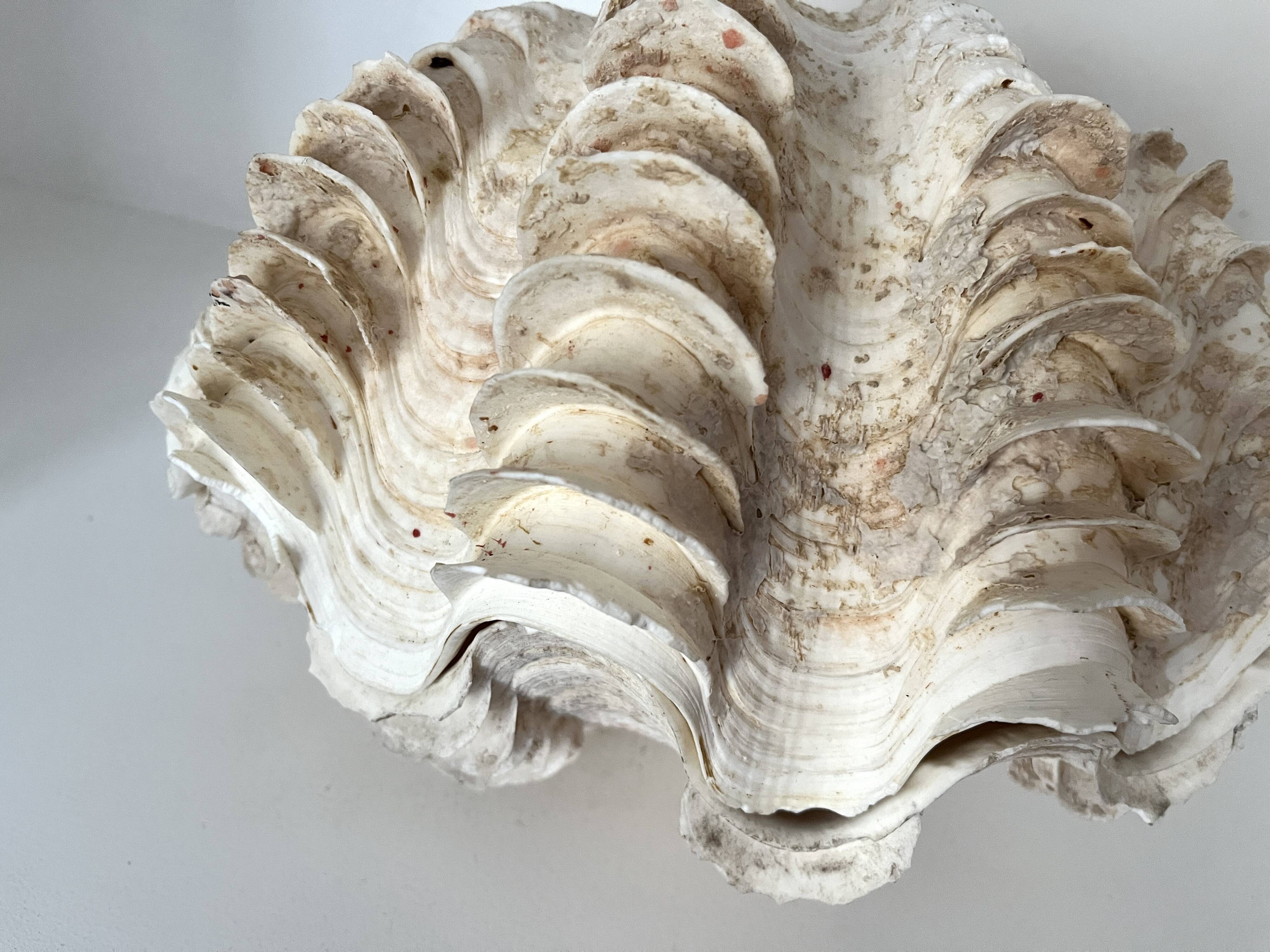 Authentic vintage giant bivalve shell, tridacna gigas shell.