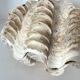 Authentic vintage giant bivalve shell, tridacna gigas shell.