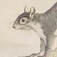 Original zoological plank " sarigues - gerboise - little grey " buffon 1838