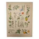Gravure Originale de 1922  - Plantes médicinales (1) - Planche ancienne de botanique
