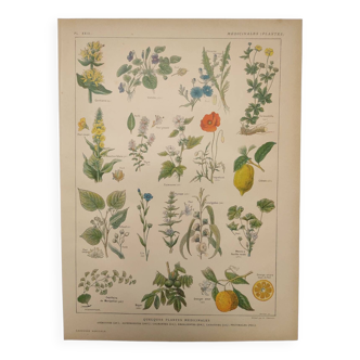 Gravure Originale de 1922  - Plantes médicinales (1) - Planche ancienne de botanique