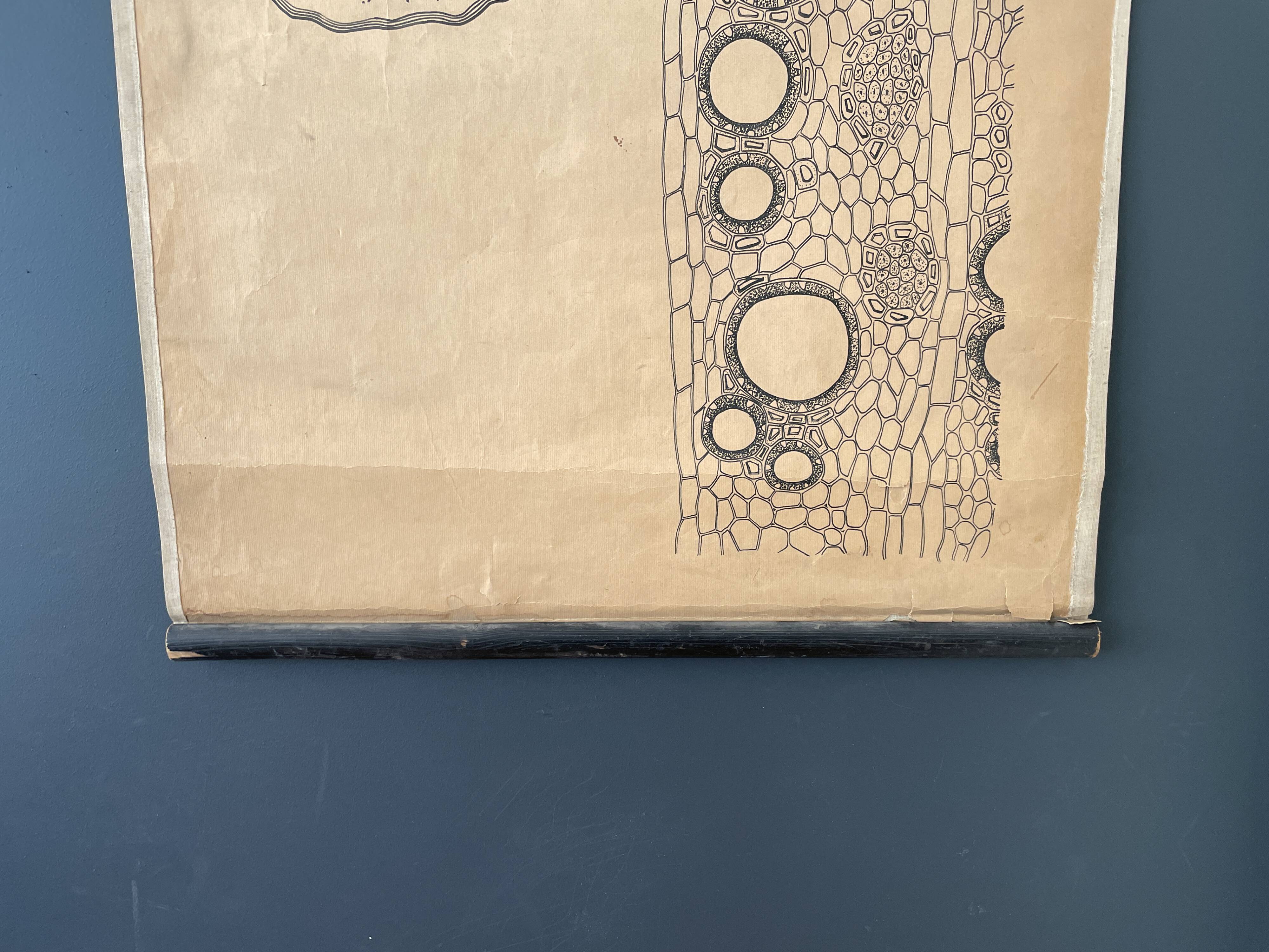 Vintage botanical poster wall board 1970's hand made pharmaceutical university