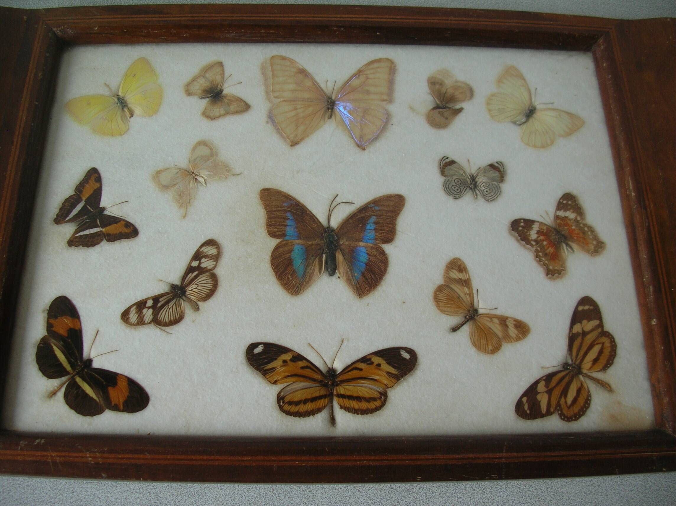 Old wooden serving tray with marquetry and real butterflies from Brazil