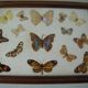 Old wooden serving tray with marquetry and real butterflies from Brazil