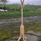 Coat rack