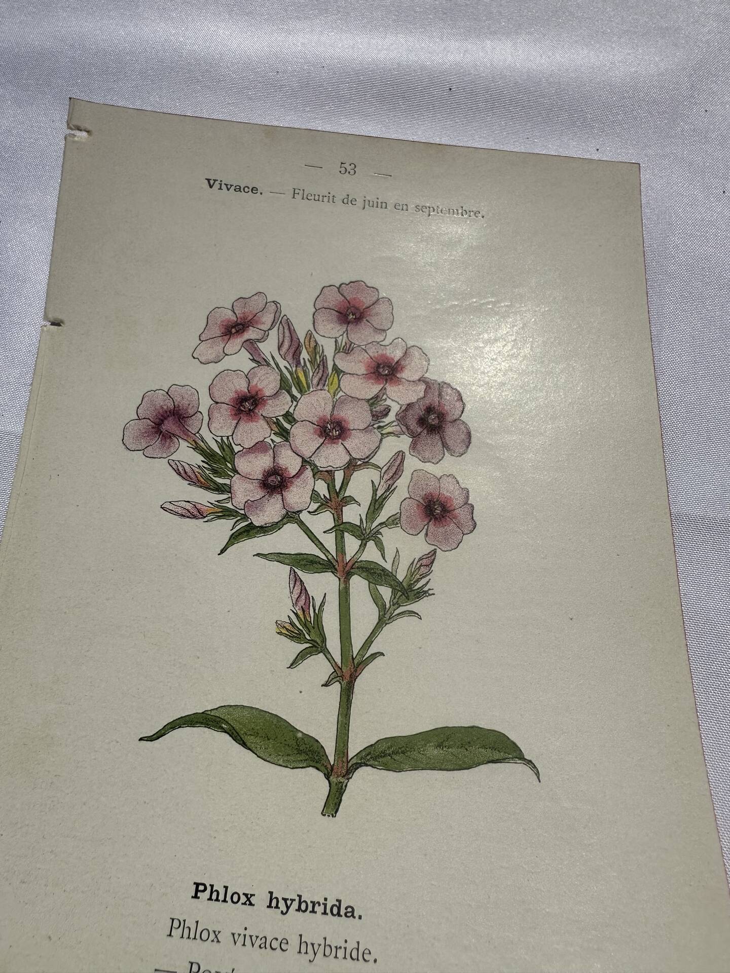 Planche botanique gravure florale naturaliste 19eme