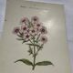 Planche botanique gravure florale naturaliste 19eme