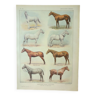 Gravure ancienne 1922, Races de chevaux 1, chevalines, équitation • Lithographie, Planche originale