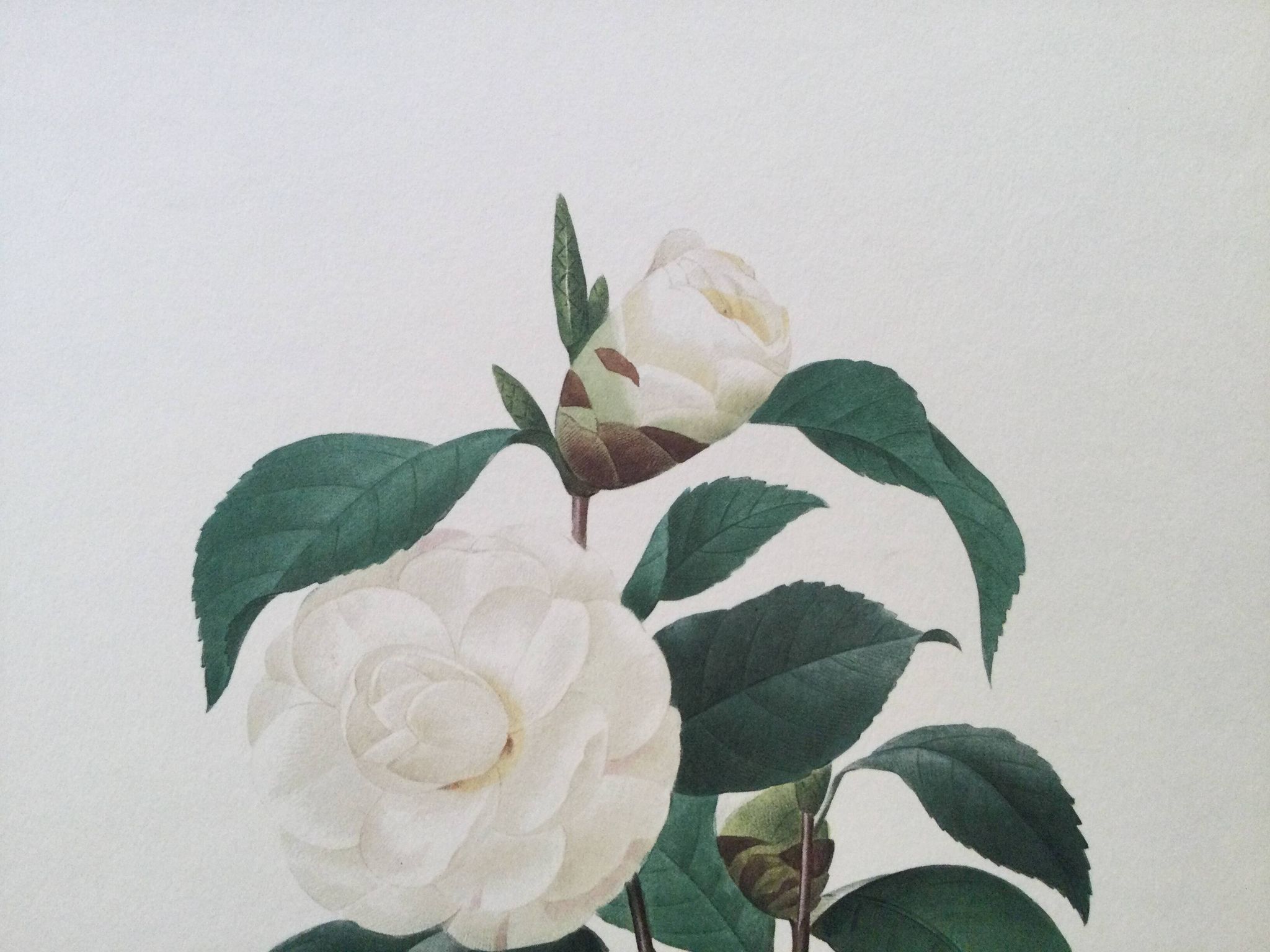 Impression vintage Fleur Camélia Feuilles blanches années 60