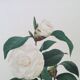 Vintage print Camellia flower white leaves 1960s