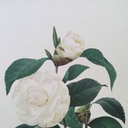 Impression vintage Fleur Camélia Feuilles blanches années 60