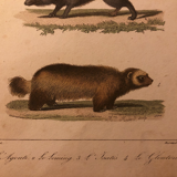 Lithograph late 19th animals