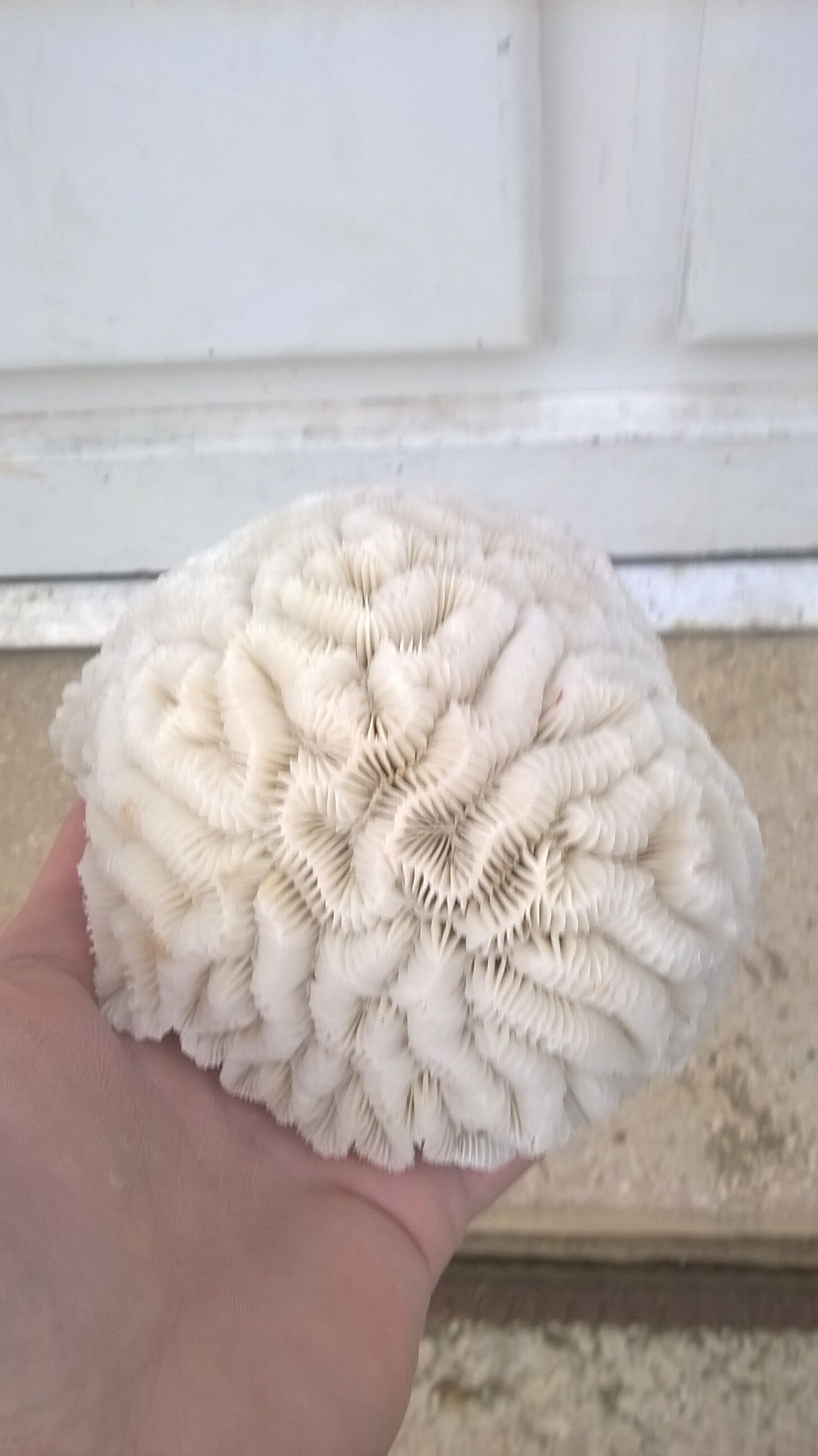 White brain coral
