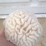 Corail blanc cerveau