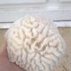 Corail blanc cerveau