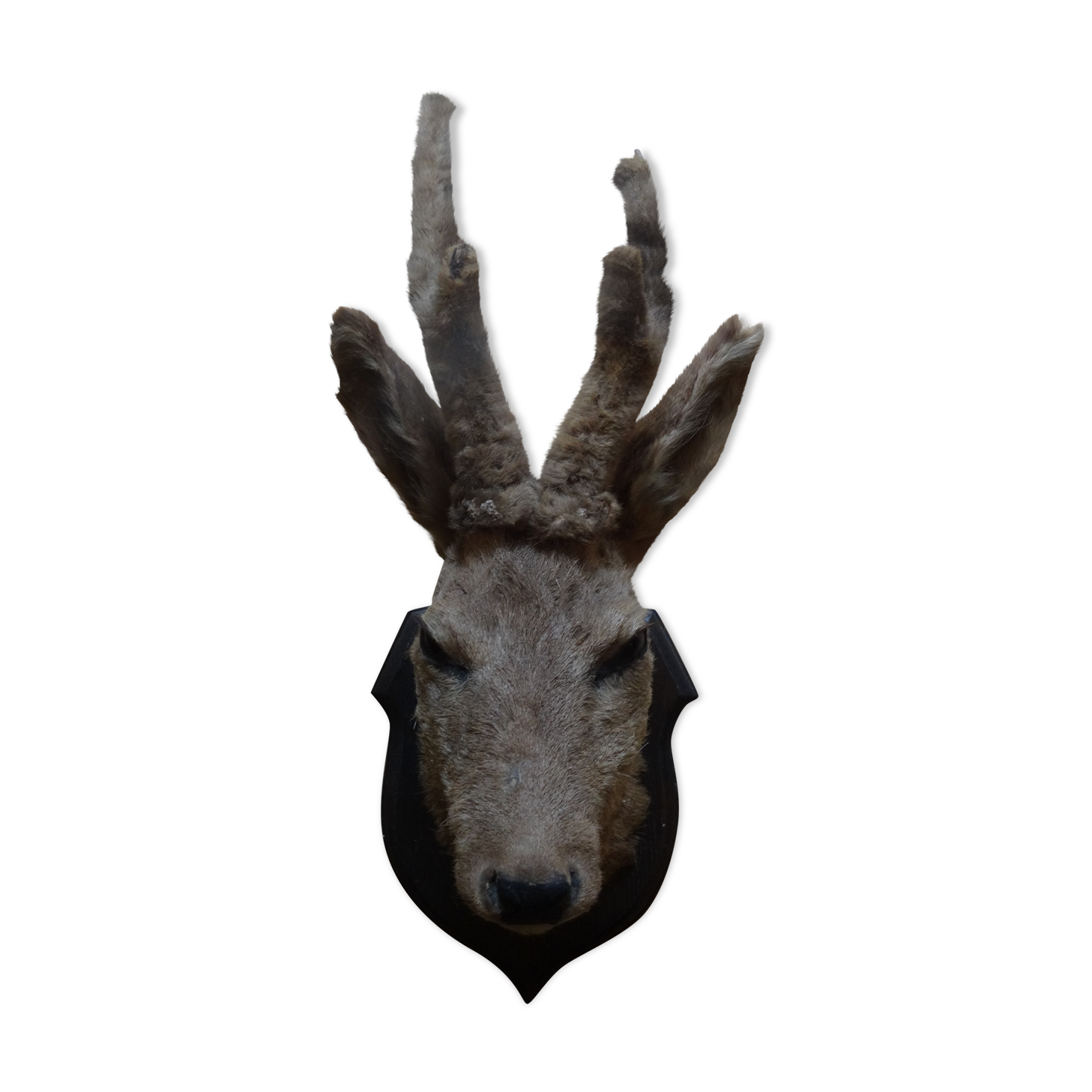 Deer head - hunting trophy
