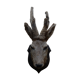 Deer head - hunting trophy