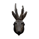 Deer head - hunting trophy