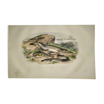 Planche zoologique originale de 1839 " le brochet