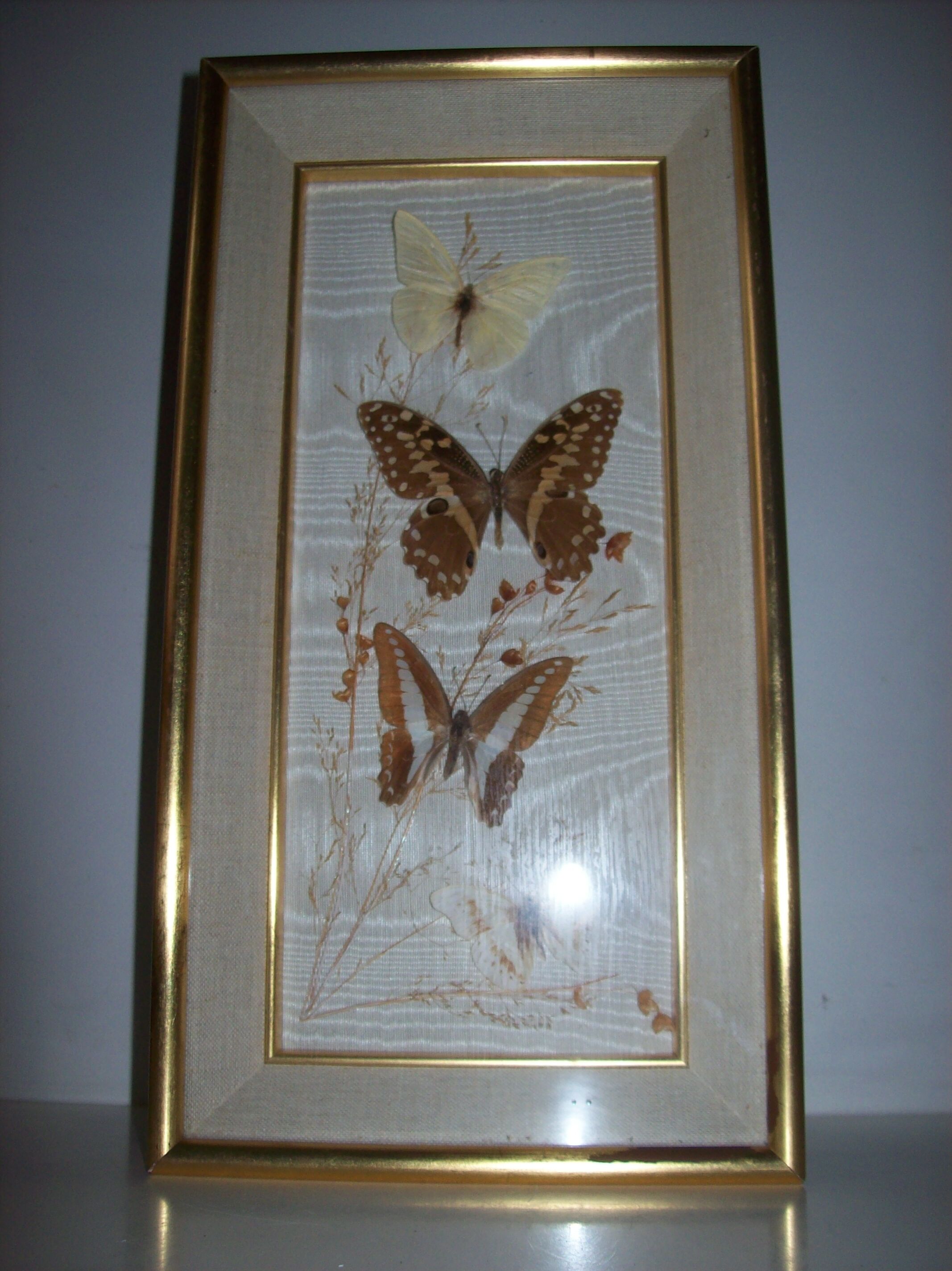 Butterfly stuffed under frame
