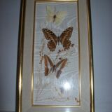 Butterfly stuffed under frame