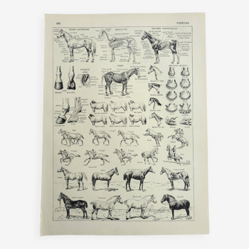Gravure ancienne1928, Cheval, anatomie, races, monture, galop • Lithographie, Planche originale