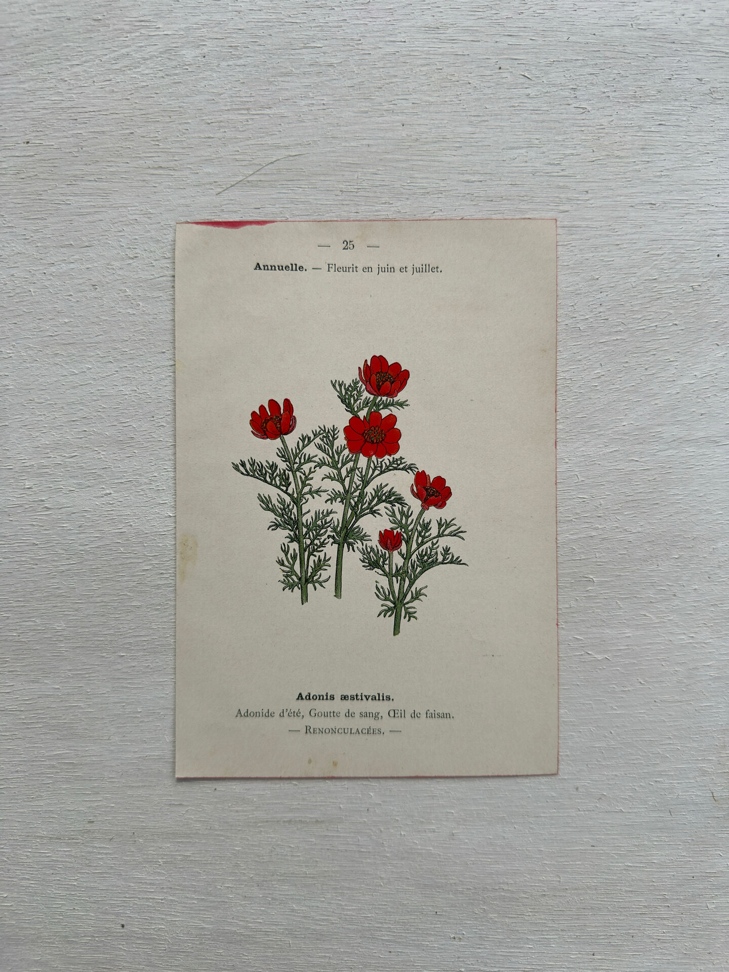 Botanical Plate 1800 Old Naturalist Engraving 19th Century Double-Sided
