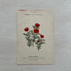 Botanical Plate 1800 Old Naturalist Engraving 19th Century Double-Sided