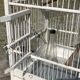 1950s wooden and metal birdcage with period accessories