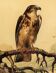 Ornithological board "Le Balbusard - Le Jean-le-Blanc" Buffon 1838