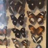 Butterfly frame under glass