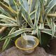 Glass cup blown Guillaume Domise Halle du Verre