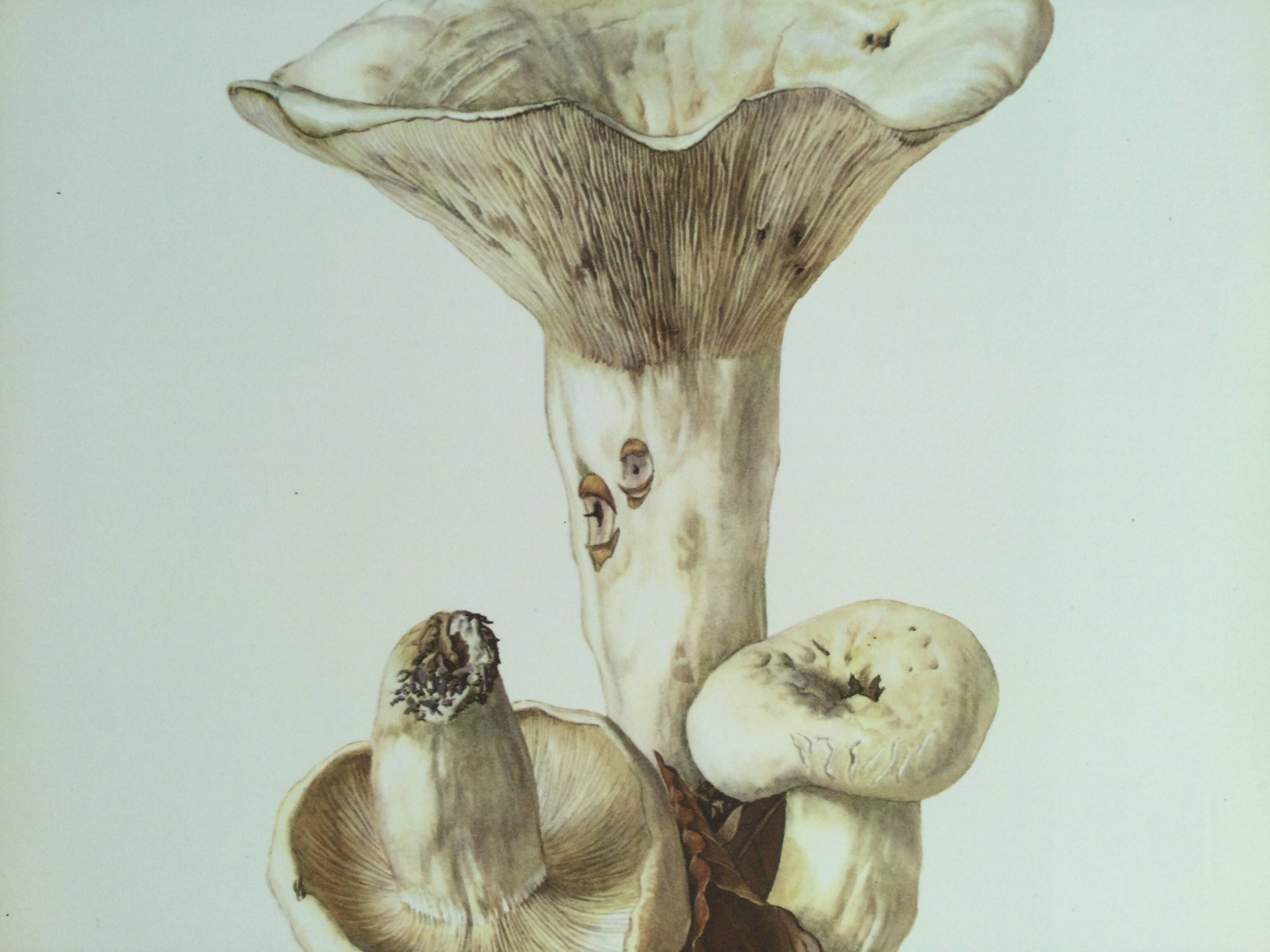 Botanical illustration "mushrooms", 1960s