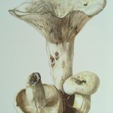 Botanical illustration "mushrooms", 1960s