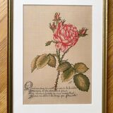 Redouté Rose Lithograph