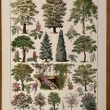 Lithograph on gardens (robinia) - 1930