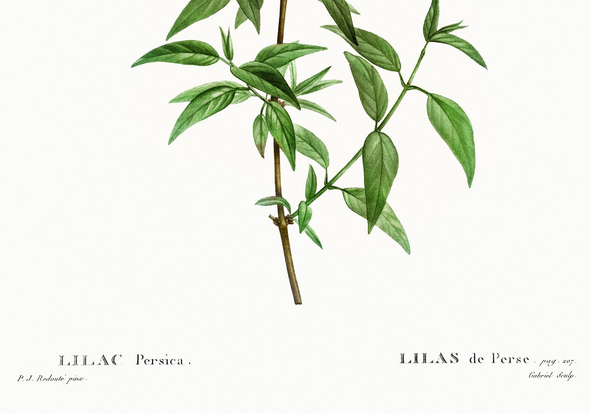 Poster about Persian lilac, after an old engraving from 1802
