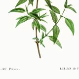 Poster about Persian lilac, after an old engraving from 1802