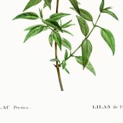 Poster about Persian lilac, after an old engraving from 1802