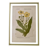 Botanical plate