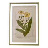 Botanical plate