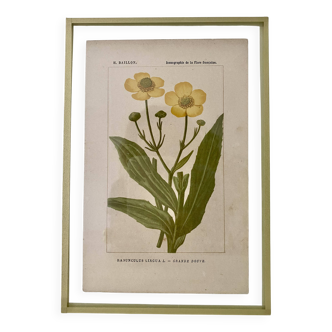 Botanical plate