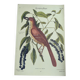 Antique bird illustration - Ruddy Thrush - Zoological engraving by Seligmann & Catesby from 1973