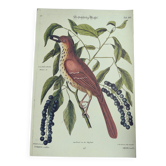 Illustration ancienne oiseau - Grive Rousse - Gravure zoologique de Seligmann & Catesby, 1973