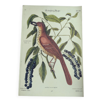 Antique bird illustration - Ruddy Thrush - Zoological engraving by Seligmann & Catesby from 1973