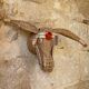 Straw donkey head trophy