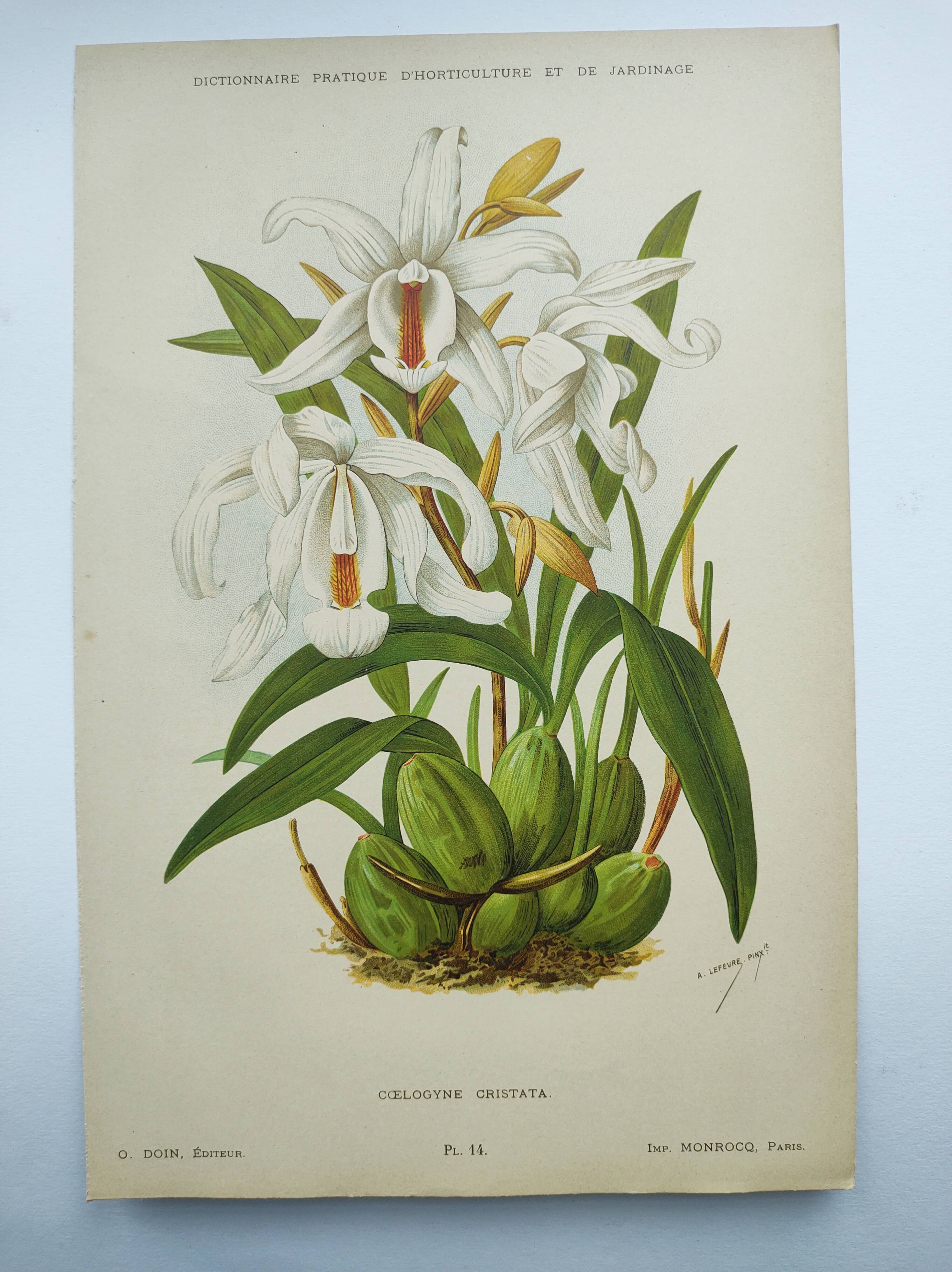 Lithographie ancienne de 1897. Coelogyne crêtée .Planche originale.  Gravure de fleurs par A.Lefevre