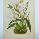 Lithographie ancienne de 1897. Coelogyne crêtée .Planche originale.  Gravure de fleurs par A.Lefevre