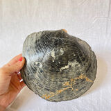 Mother-of-pearl shell